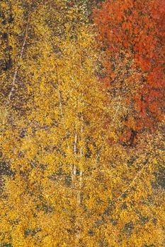 Top view on colorful autumn trees