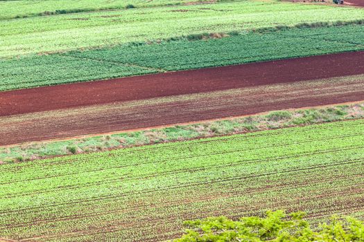 Overlooking agriculture farming valley growing vegetables and fruit.