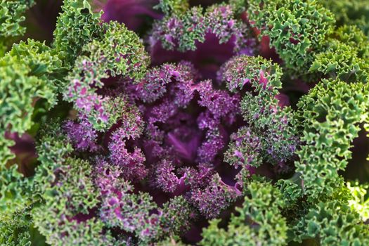 Decorative cabbage close up in the garden