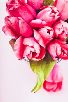 Pink tulips in decorative bucket close up