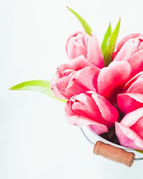 Pink tulips in decorative bucket close up on white