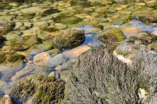 Green stones in water