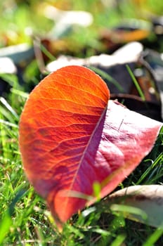 Autumn leaves