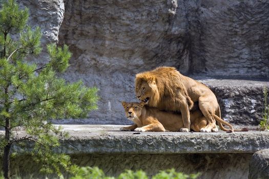 Loving the lion's family at the zoo in Warsaw, Poland.