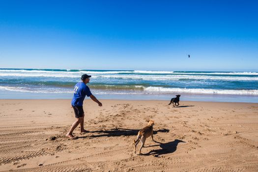 Mature man plays throwing a stick with dogs retrieving on the beach on a clear blue day