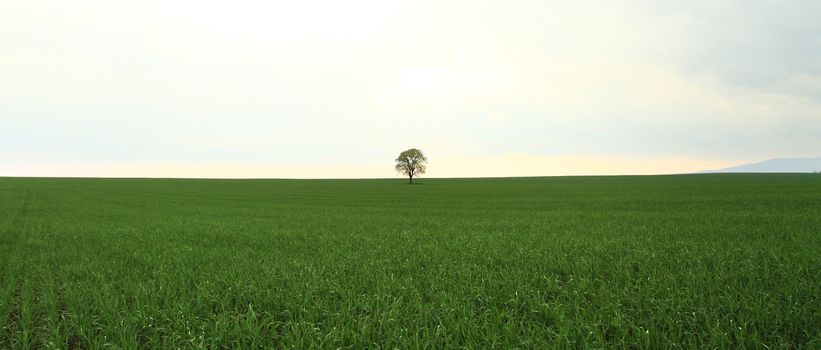 Green tree in full leaf in a field summer