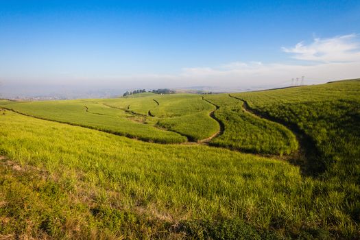 Sugar cane crops spread over the colorful hillside landscape with section firebreaks.