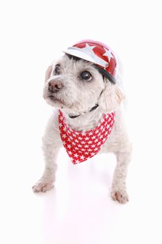 A small tough dog wearing a bike helmet and red bandana with stars.  White background.