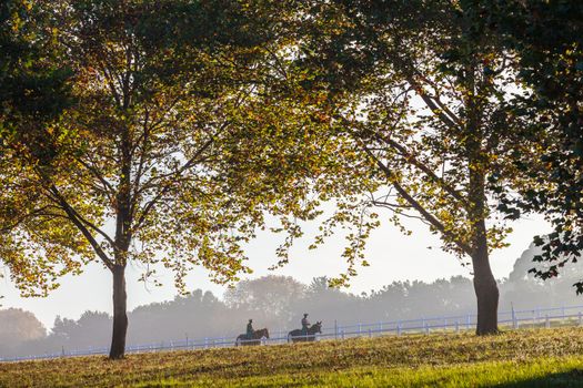 Race horses with rider grooms late in the day going back to stables.