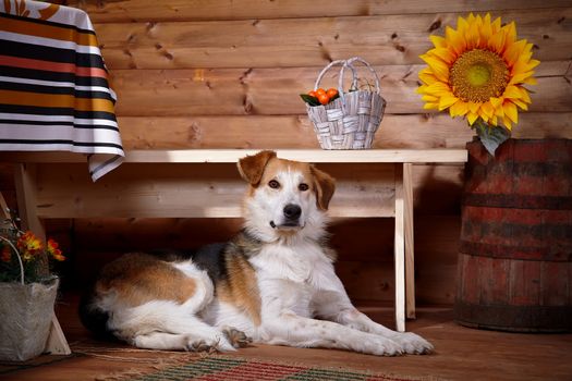 The dog lies under a bench in the rural house. Not purebred house dog.