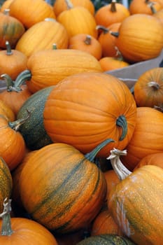 Many pumpkins. Fair of a pumpkins in California