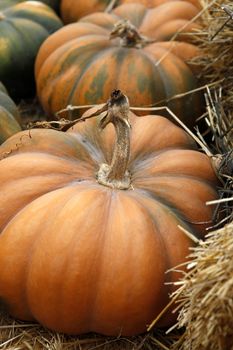 Big pumpkins. Fair of a pumpkins in California