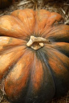 Big pumpkin. Fair of a pumpkins in California