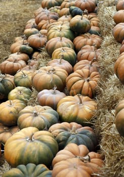 Many pumpkins. Fair of a pumpkins in California