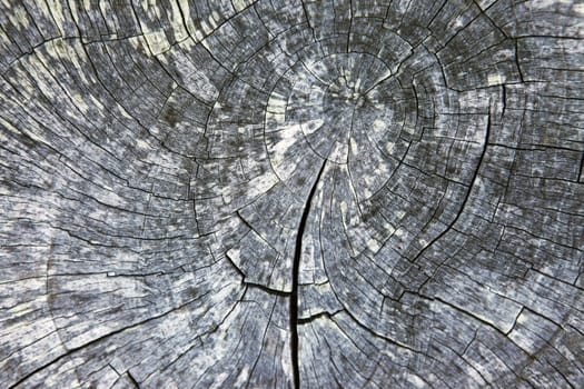 Full screen high resolution shot of wood.