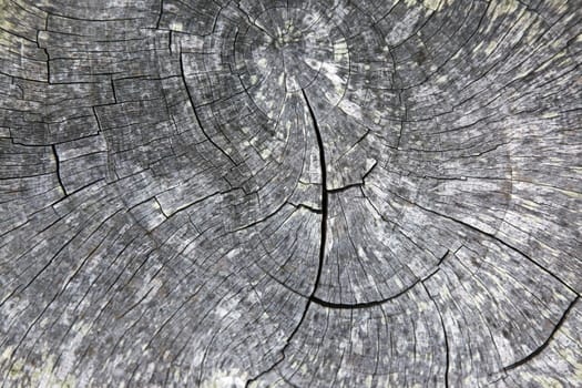 Full screen high resolution shot of wood.
