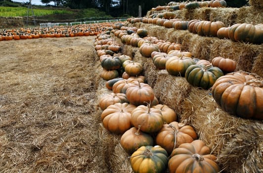 Many pumpkins. Fair of a pumpkins in California