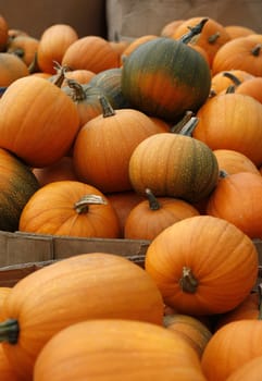 Many pumpkins. Fair of a pumpkins in California