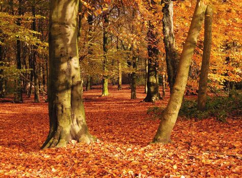 A colorful Autumn landscape.