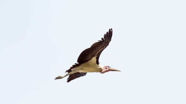 A Marabou Stork scavenger bird in mid flight near lake Koka in Ethiopia.