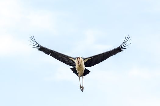 A Marabou Stork scavenger bird in mid flight near lake Koka in Ethiopia.