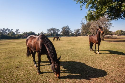 Police force equine horses used in crowd public open events resting eating in stable fields.