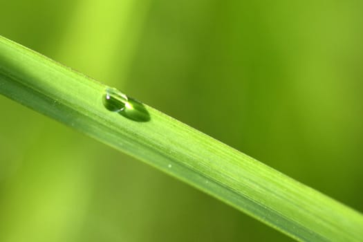 one Water drop in a green plant macro after the morning rain