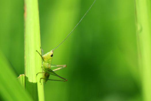 animal, bug, closeup, cricket, grass, grasshopper, green, green background, hopper, insect, locust, macro, micro, nature, order orthoptera, plant