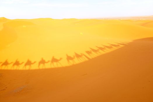 Camel caravan on a trip through the Sahara desert