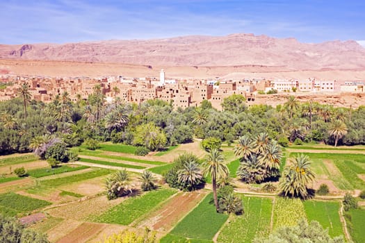 Oasis in the dade valley in Morocco Africa