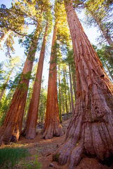 Sequoias Bachelor and three Graces in Mariposa Grove at Yosemite National Park California