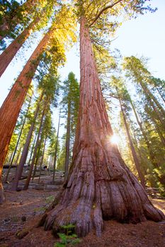 Sequoias Bachelor and three Graces in Mariposa Grove at Yosemite National Park California