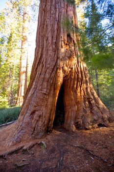 Sequoias in Mariposa grove at Yosemite National Park California