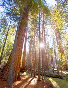 Sequoias in Mariposa grove at Yosemite National Park California