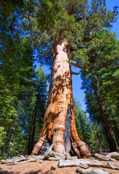 Sequoias in Mariposa grove at Yosemite National Park California