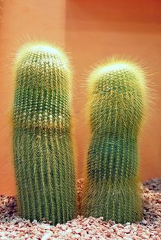 Home garden cactu detail                               