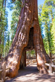 Sequoia Gate in Mariposa grove at Yosemite National Park California