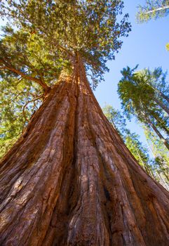 Sequoias in Mariposa grove at Yosemite National Park California