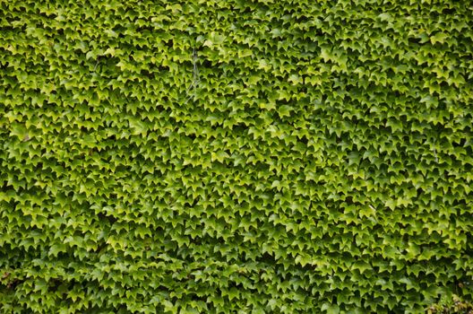 Green wall background of Parthenocissus tricuspidata known as Japanese creeper, Boston ivy, Grape ivy, Japanese ivy, and woodbine