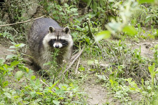 Raccoon walking through a green meadow and looking around