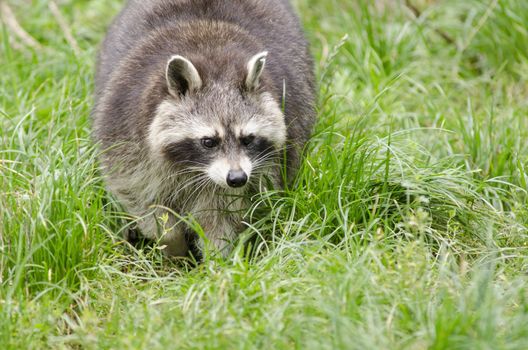 Raccoon walking through a green meadow and looking around