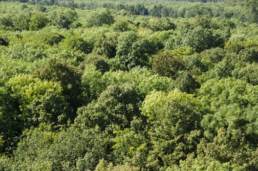 Deciduous beech forest canopy as seen from above in summer in Germany