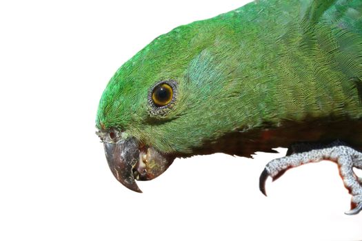 Closeup of colorful green parrot with fine feathers.