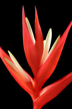 The heliconia flower which is a spectacular tropical plant.