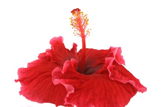Striking deep red hibiscus flower in profile