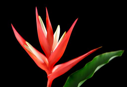 The heliconia flower which is a spectacular tropical plant.