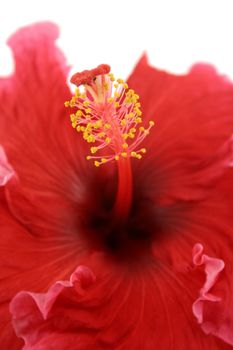 Striking deep red hibiscus flower with golden stamen.