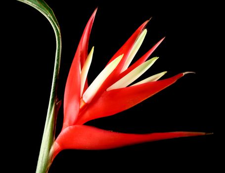 The heliconia flower which is a spectacular tropical plant.