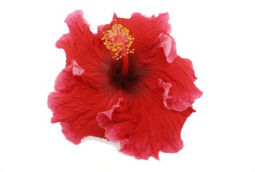 Striking deep red hibiscus flower.