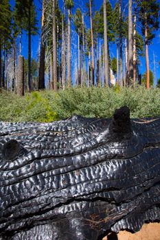 burned charred redwood trunk in Yosemite Mariposa grove California